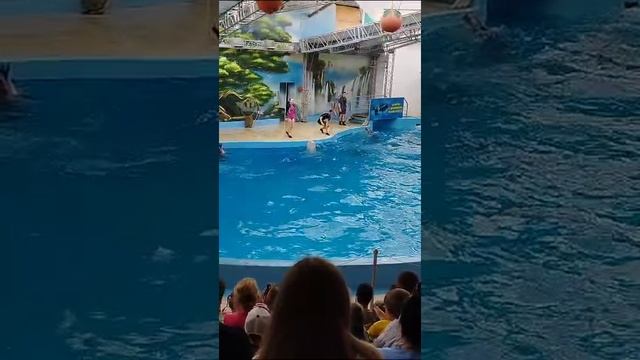 Анапский дельфинарий ???