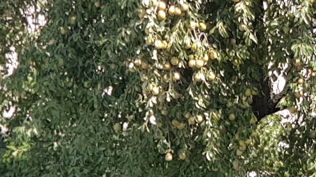 Перепроизводство Груша 2019 09 02_122519