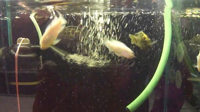 Цены на цихлид