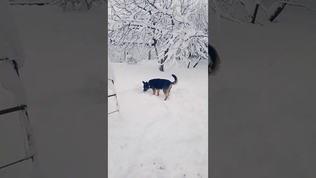 Даже Мухтар рад Краснодарскому снегу!