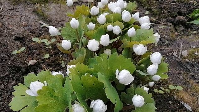 +Сангвинария май 2022.mp4