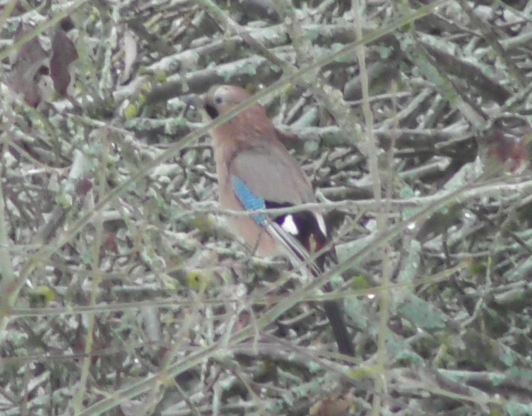 Сойка, наблюдение птиц в Великом Новгороде, 17 февраля 2024
