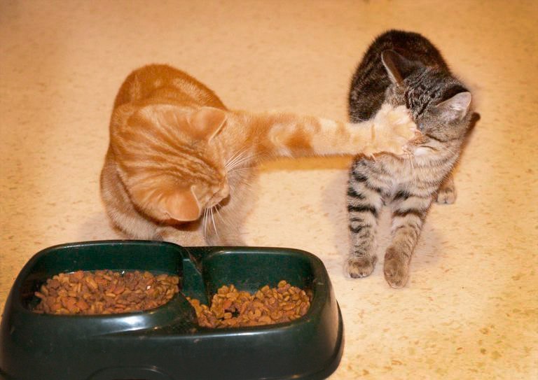 Самые смешные животные Приколы с котами и кошками