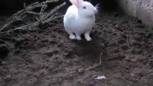 Особенности содержания кроликов в вольере на глубокой ферментационной подстилке