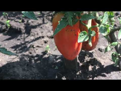 Обзор низкорослых томатов в ОГ часть 1