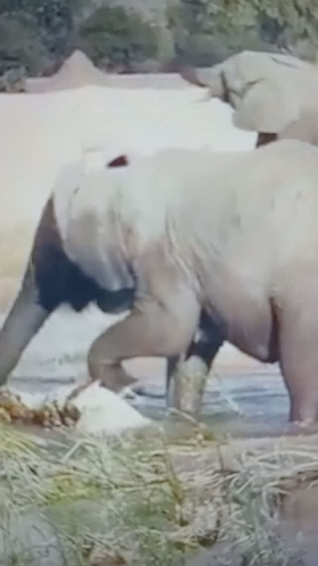 СЛОН и КРОКОДИЛ😯🤔#Shorts