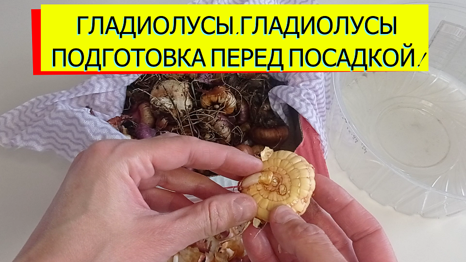 ГЛАДИОЛУСЫ.ГЛАДИОЛУСЫ ПОДГОТОВКА ПЕРЕД ПОСАДКОЙ!#гладиолусы#гладиолусыподготовкапередпосадкой#