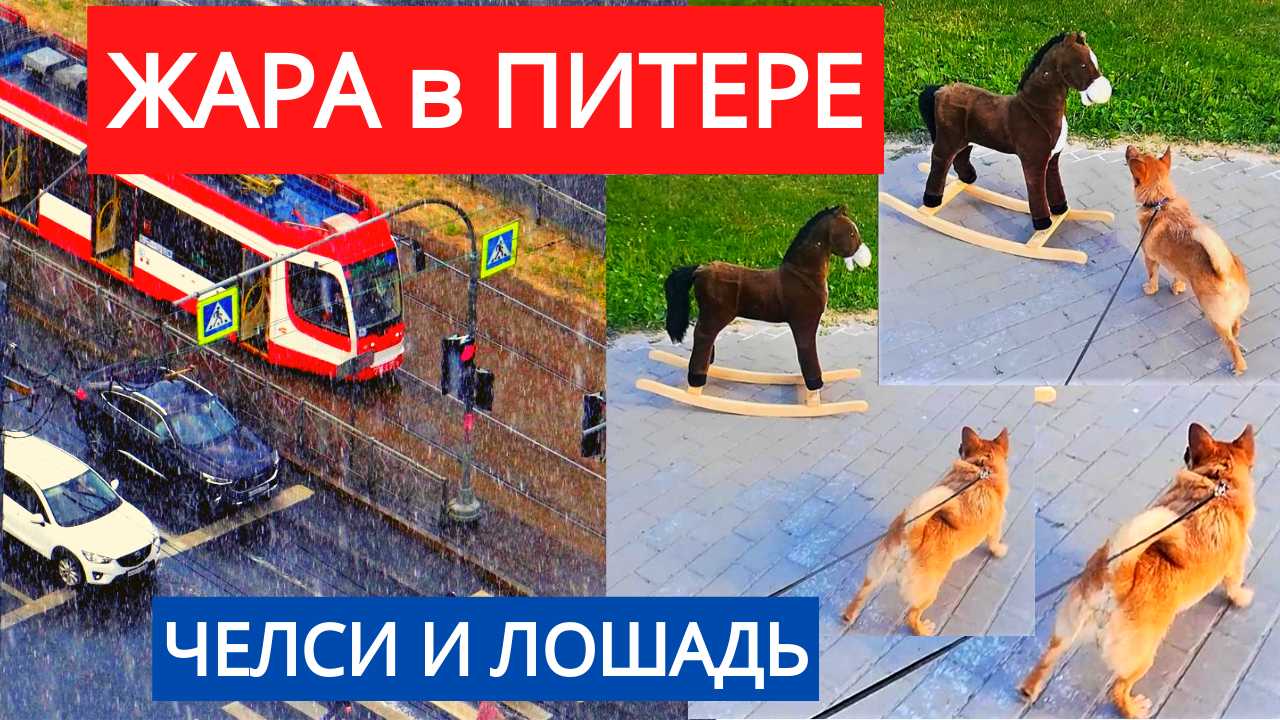 LIVE*ПИТЕР: ЧЕЛСИ и ЛОШАДЬ. Как мы спасаемся от ЖАРЫ в Санкт-Петербурге.