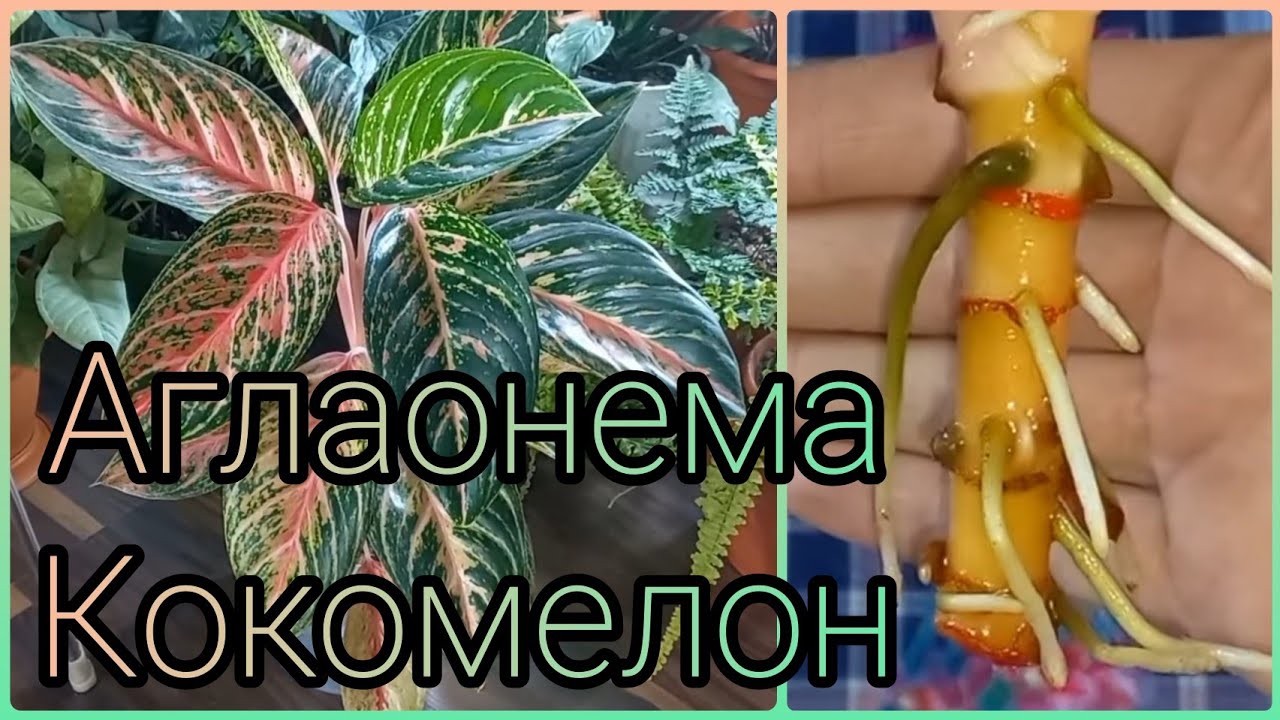 Из одного растения - три?Аглаонема КОКОМЕЛОН?Отделение детки?Омоложение?Пересадка?Размножение?