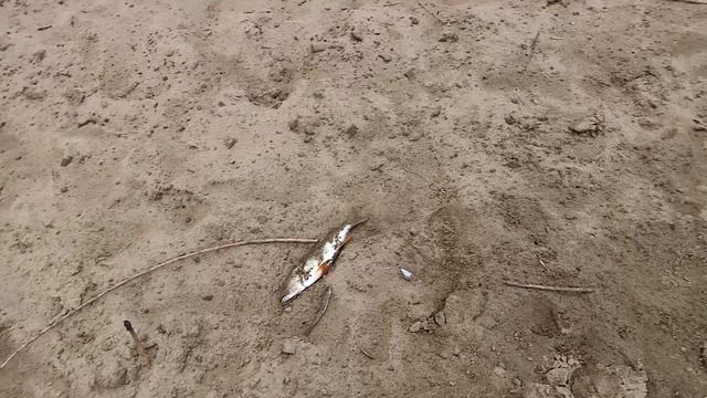 Закидушки на ночь. Утром проверка.