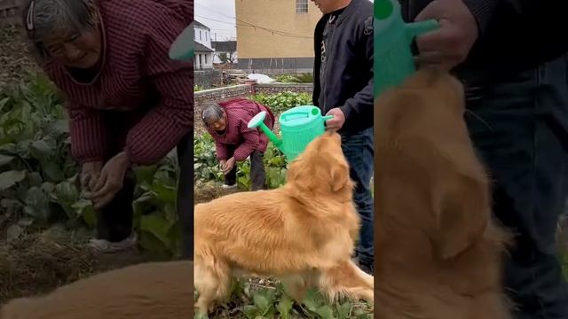 Маомао хочет, чтобы мужчина помог ее бабушке поливать овощи и сажать растения