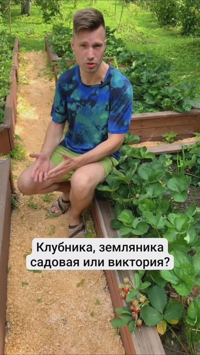 Клубника, земляника садовая или виктория? Как правильно называть?