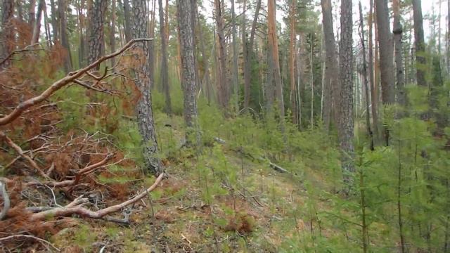 Ориентирование в кризисной ситуации. Ветровал на склоне