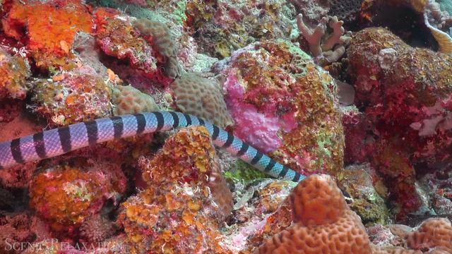 Животные океана. 4K Видео.