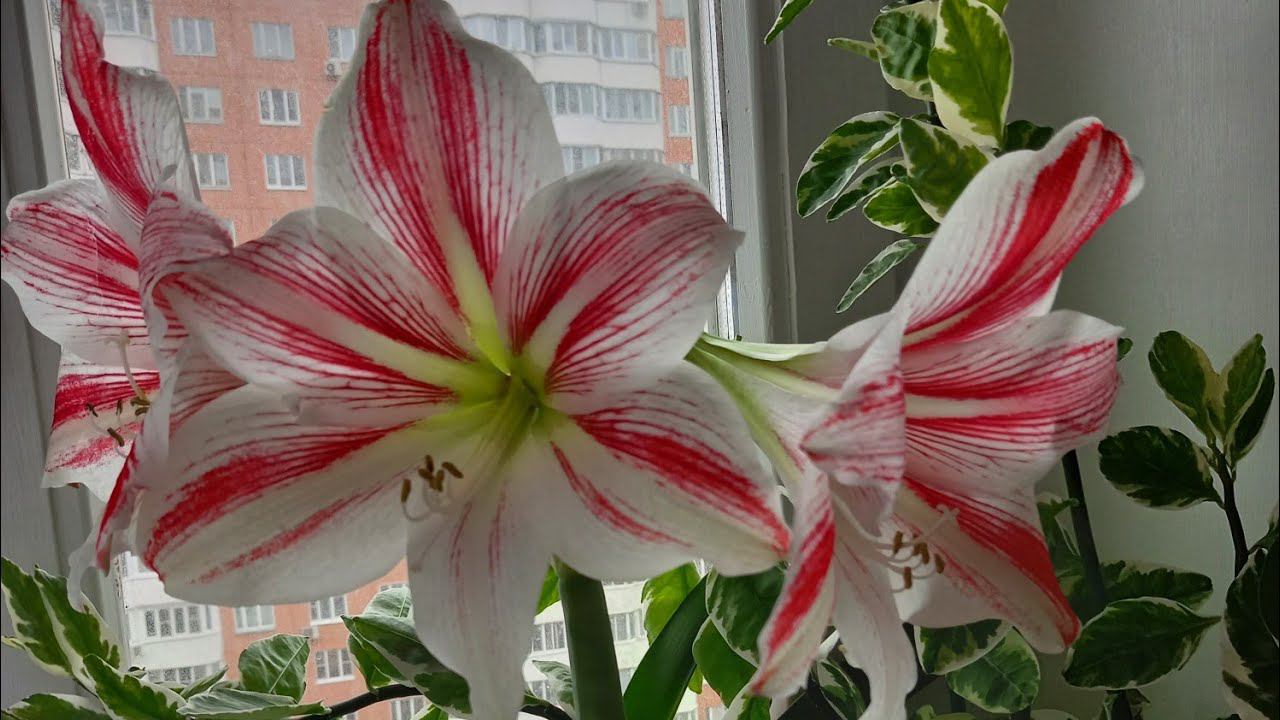 29 марта 2024 г. Мой огород готов к весне.