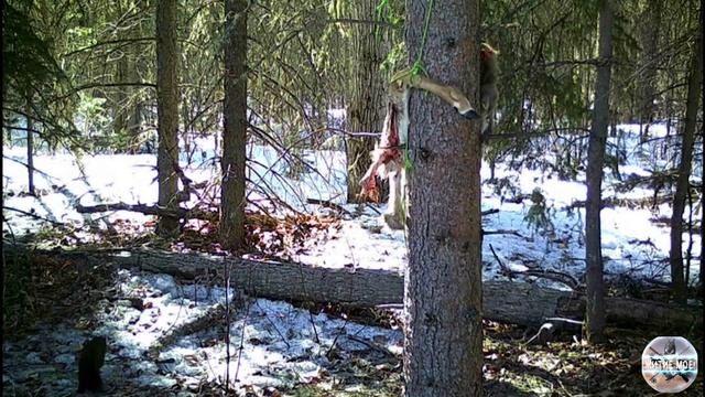 Куница, лиса и волк пытаются покушать нахаляву на приваде. Фотоловушка в лесу