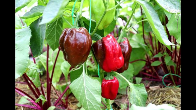 МОИ УРОЖАИ 29 ИЮНЯ