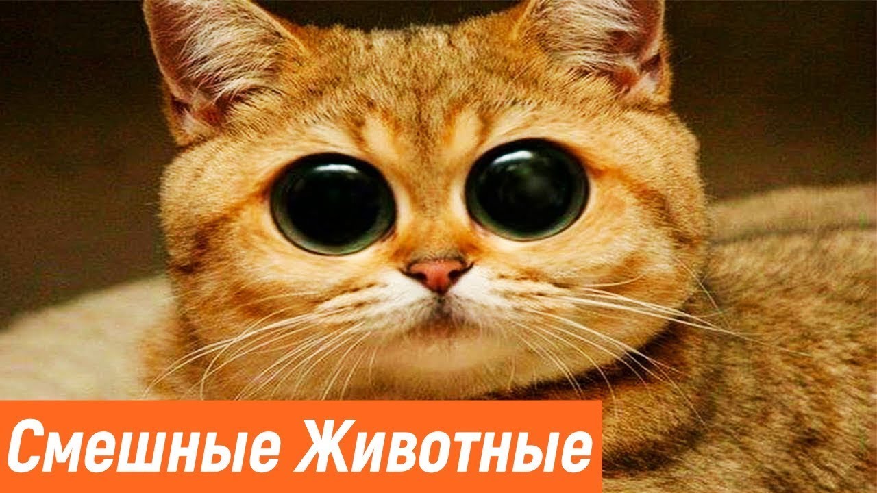 ПРИКОЛЫ С КОТАМИ И КОШКАМИ | СМЕШНЫЕ ПРИКОЛЫ С ЖИВОТНЫМИ