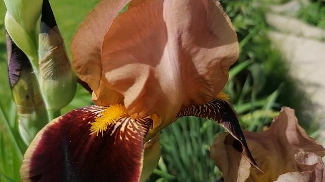 + Ирис Бразье (Iris Brasier). видеопортрет растения. июнь 2022.mp4