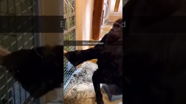 Буквально я Бебезяна #shorts