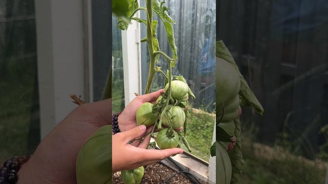 ЖЕЛТЫЕ ПЛЕЧИКИ У ТОМАТОВ