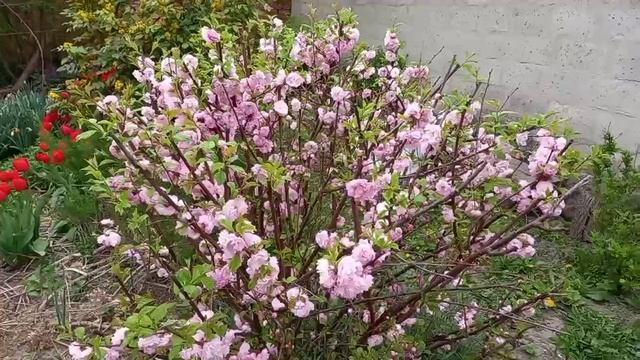 Море тюльпанов в саду.