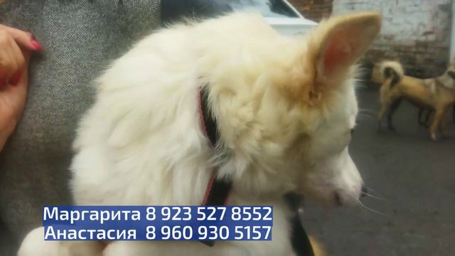 Хочу домой: Зефир