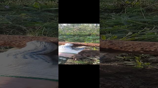 Шприц.Находка.