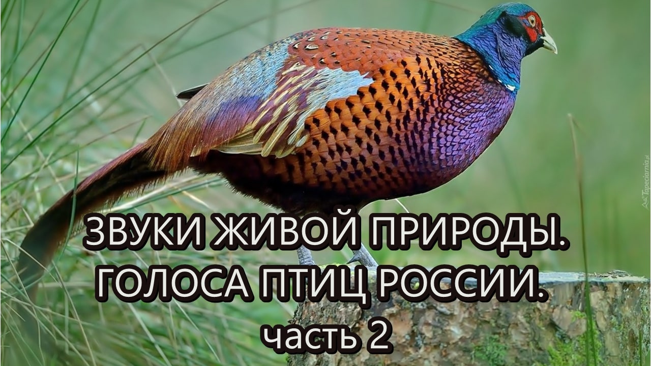 Звуки живой природы. Голоса птиц России.