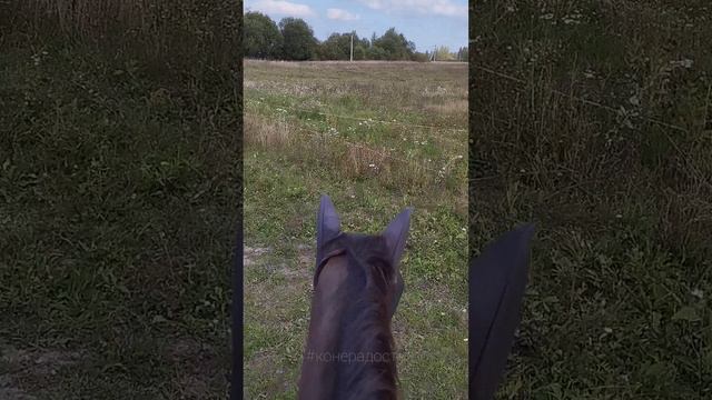 Управление без оголовья на шагу. Вид сверху