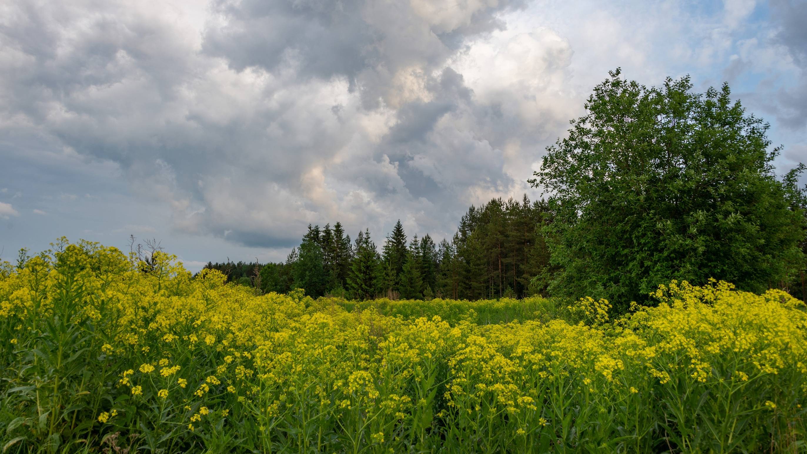 КАМЕРНЫЙ КОНЦЕРТ ПОД ПЕТЕРБУРГОМ... (Фото Вячеслава ЗАЙЦЕВА (Волосово) - МОСКОВСКИЙ КАМЕРНЫЙ ОРКЕСТР