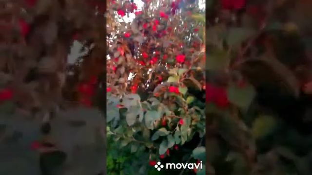 Вино вино. Оно на радость нам дано ,с яблони!.mp4