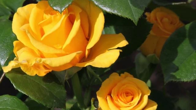 "ВАЛЬС ЦВЕТОВ. СЛАДКИЕ ГРЁЗЫ"... (Фото Светланы Нечваль (Глазов), музыка - Московский класс).mp4