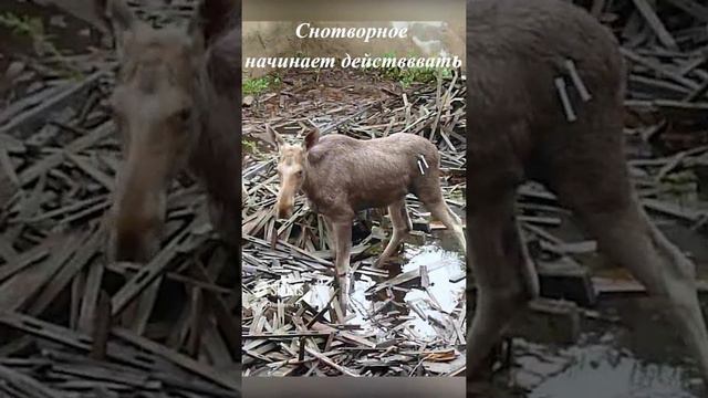 Охотоведы спасают лося