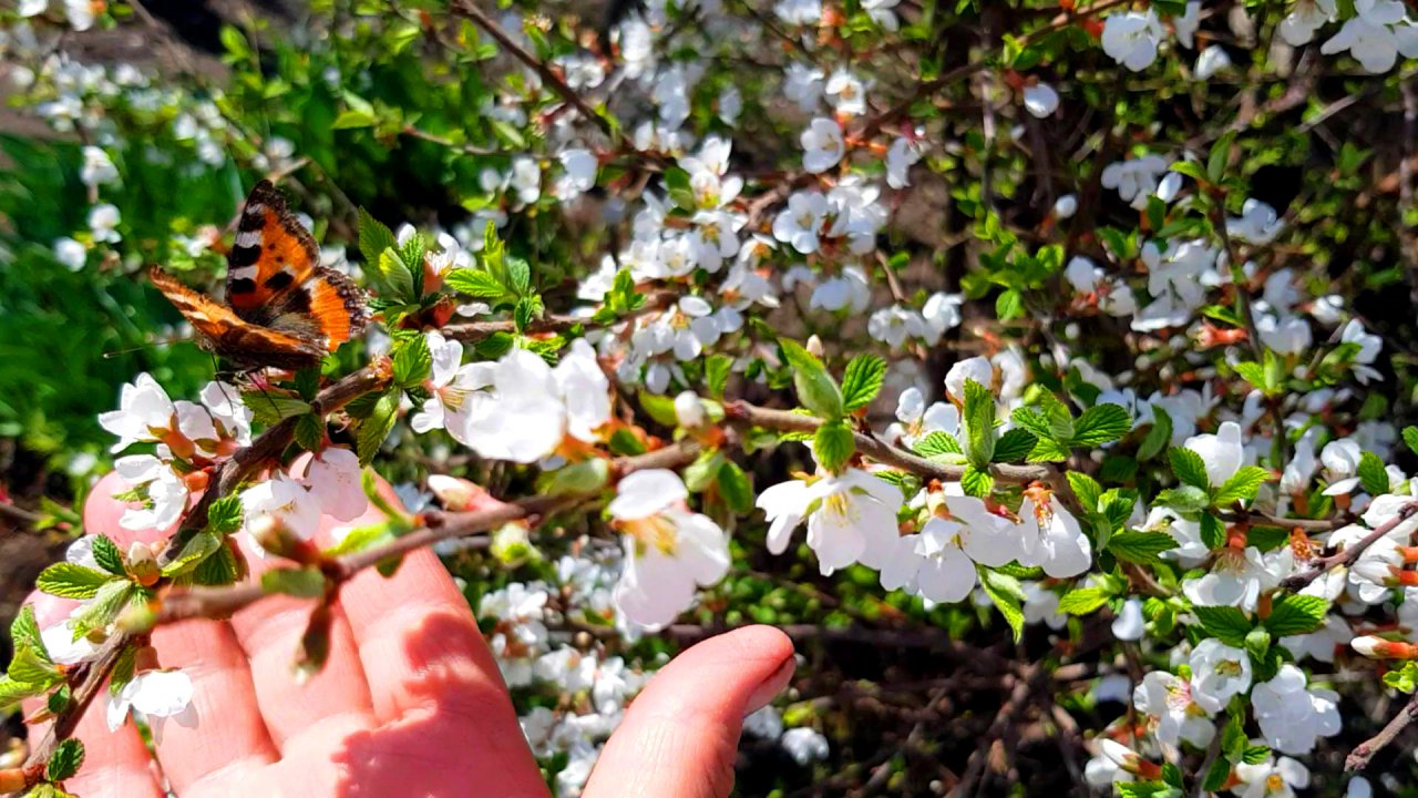 асмр для мурашек и великолепное цветение сада от АСМР Звуки Сада