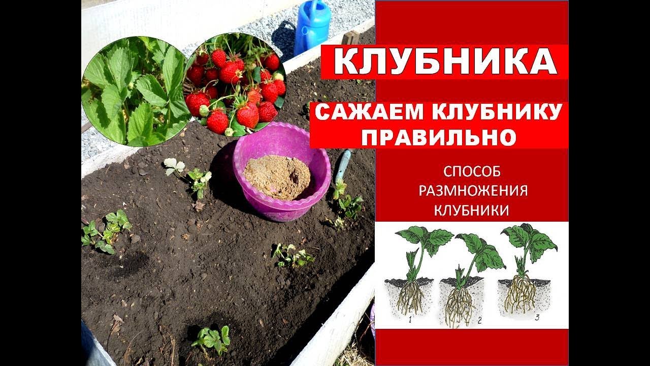 Тонкости посадки клубники 🍓Как Сажать Клубнику Правильно. СПОСОБ РАЗМНОЖЕНИЯ Клубники Весной