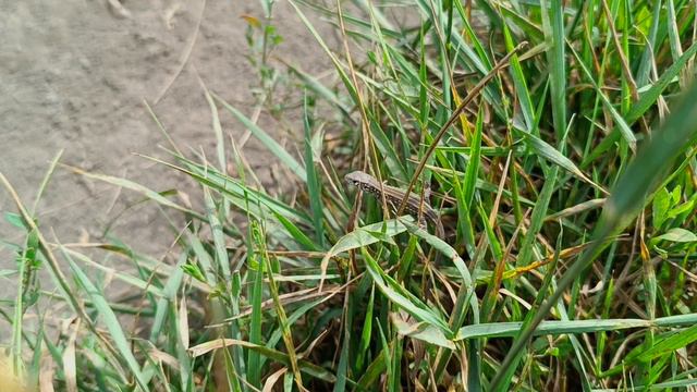 A walk through the forest