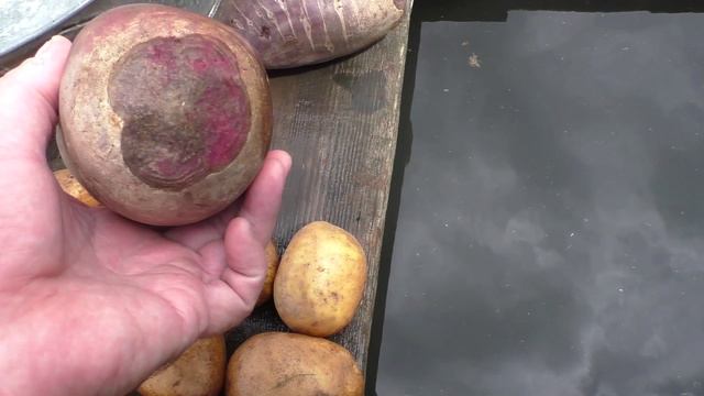 Как в погребе сохранились корнеплоды на первое июня