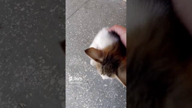 брошенные котяка