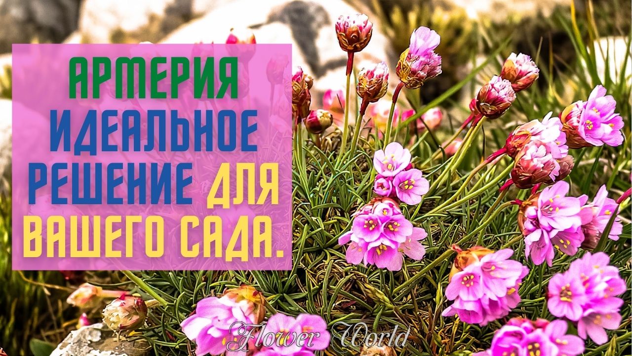 АРМЕРИЯ идеальное решение для вашего сада.👍