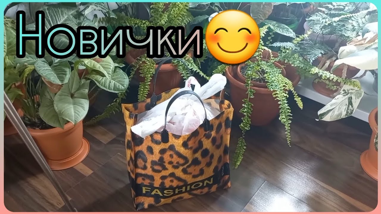 Техника переноса РАСТЕНИЙ в мороз?НОВИЧКИ из ароидных?Укоренение в перлите?Декоративно-лиственные