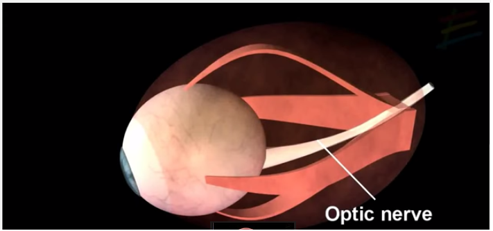 Зрение спасти. Ма Мэ Ми Мо Му У У У . Голосовые связки..MP4