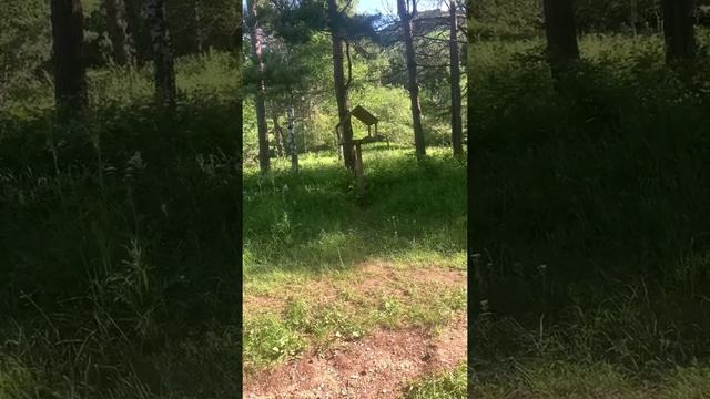 В Кисловодском парке есть большие кормушки для больших птиц