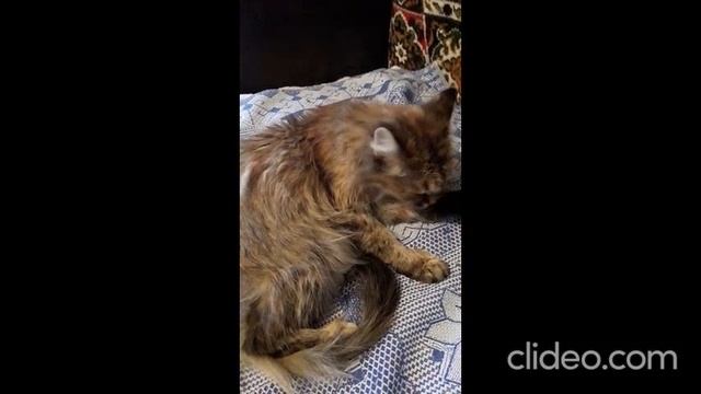 Ириска (из серии "НАШ ЗООПАРК")