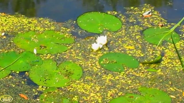 Кувшинка белая или Лилия водяная