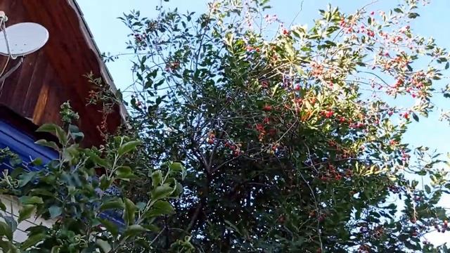 #теплица#яблоневый сад Теплица моих родителей!.mp4