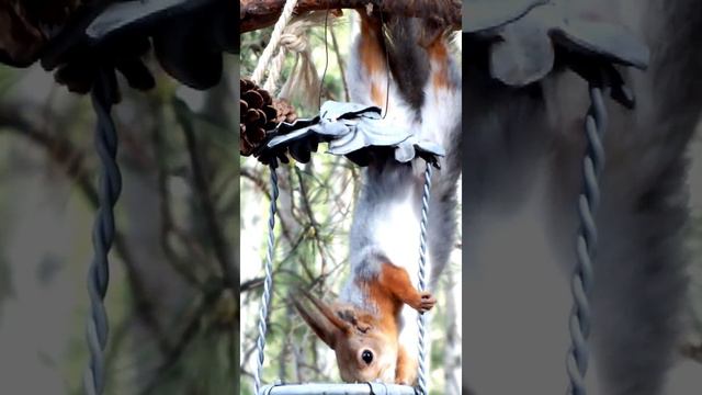 Белка ловкая и умелая