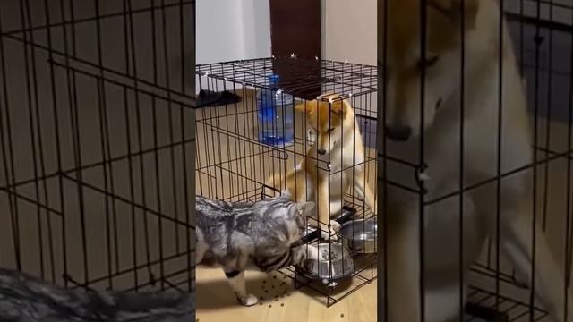 Властвуй, доминируй, унижай