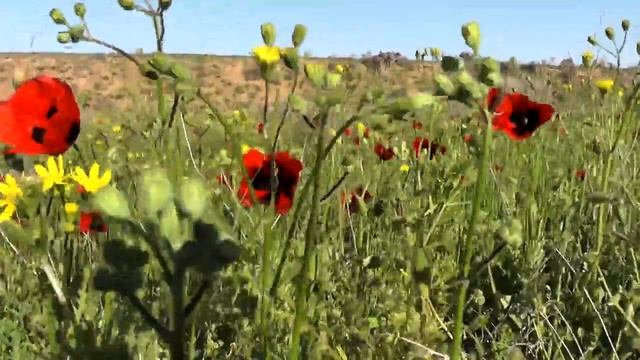 Весна.Степь цветет.Звуки природы.