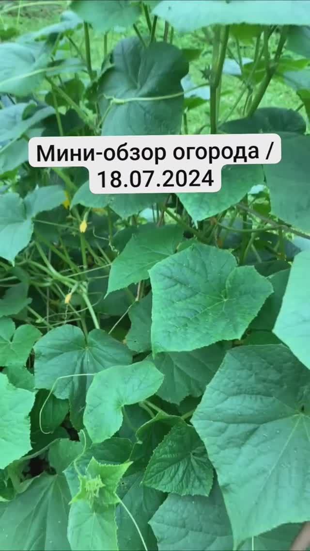 Мини-обзор огорода на 18.07.2024 г.